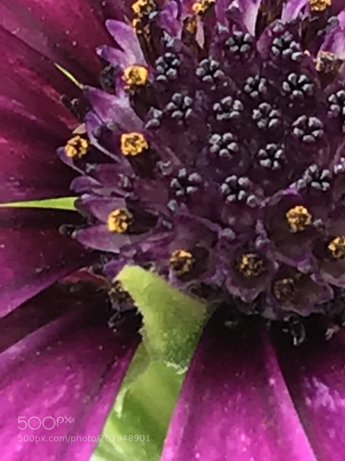 Apple iPhone 7 Plus sample photo. Untitled photography