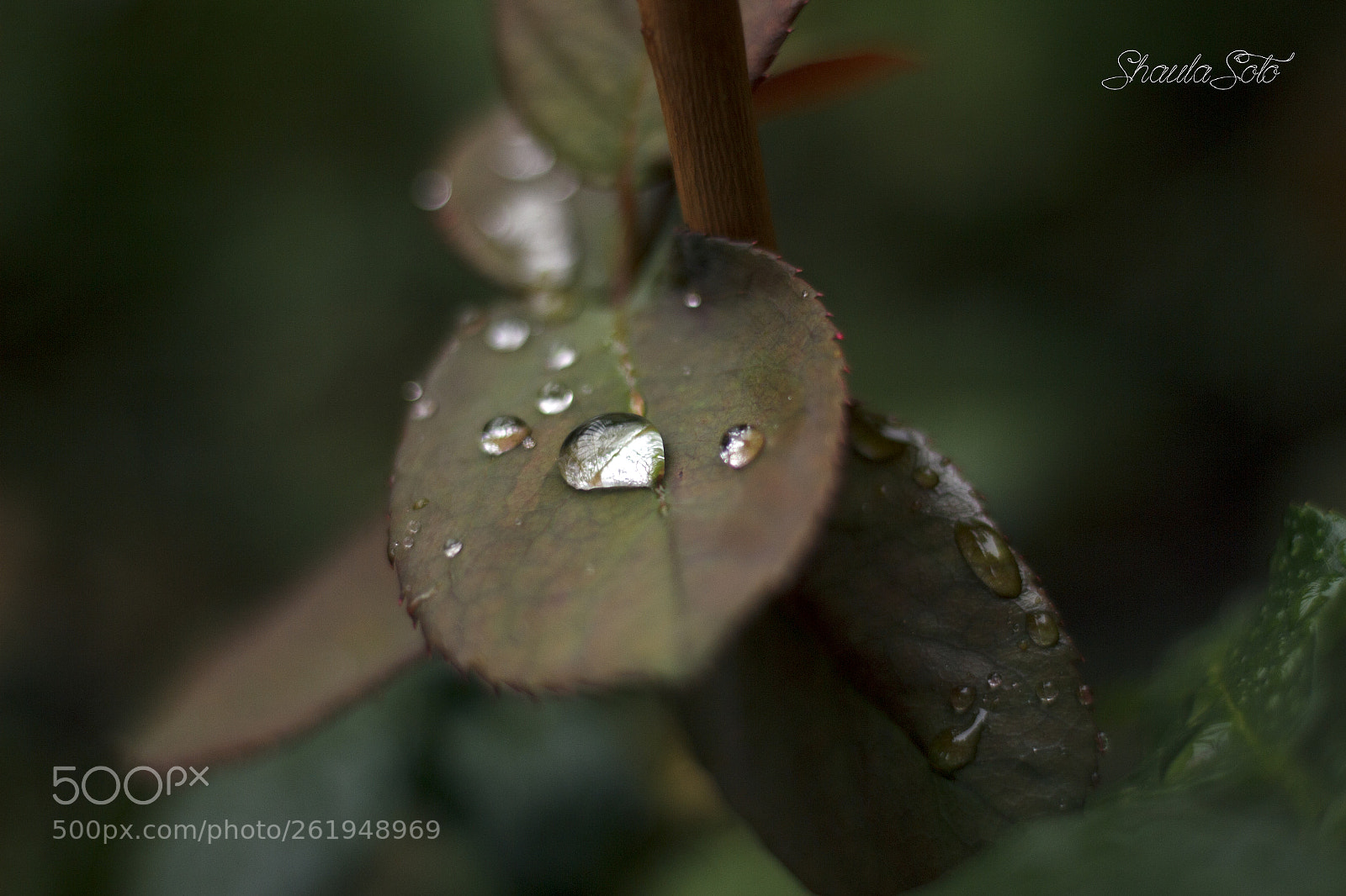 Canon EOS 600D (Rebel EOS T3i / EOS Kiss X5) sample photo. Rain drop photography