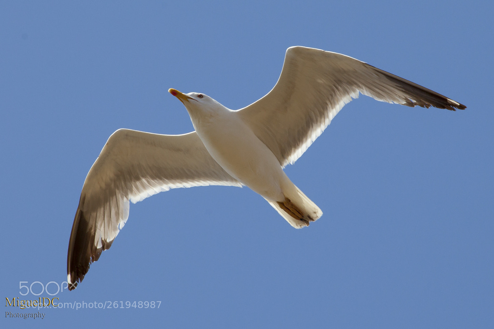 Canon EOS 5D Mark II sample photo. Gaviota photography