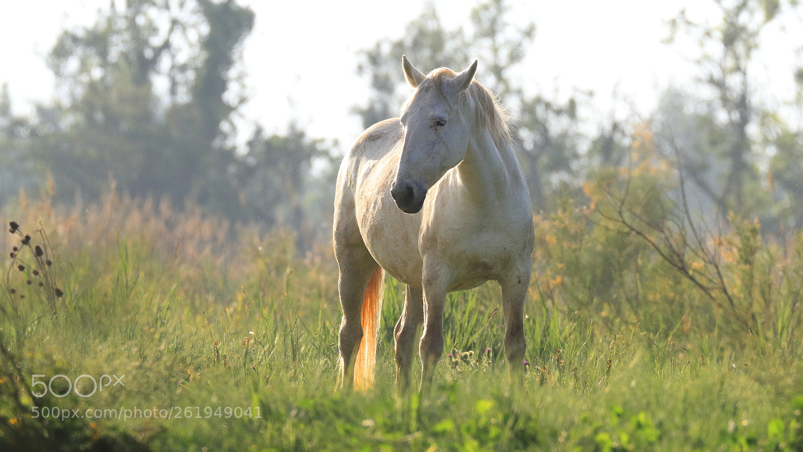 Canon EOS 7D + Canon EF 100-400mm F4.5-5.6L IS II USM sample photo. Horse in the wetlands photography