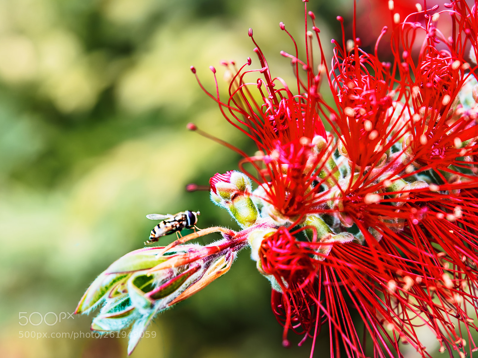 Olympus OM-D E-M5 sample photo. Syrphidae photography