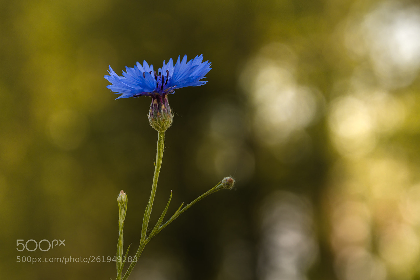 Sony a6500 sample photo. Cornflower photography