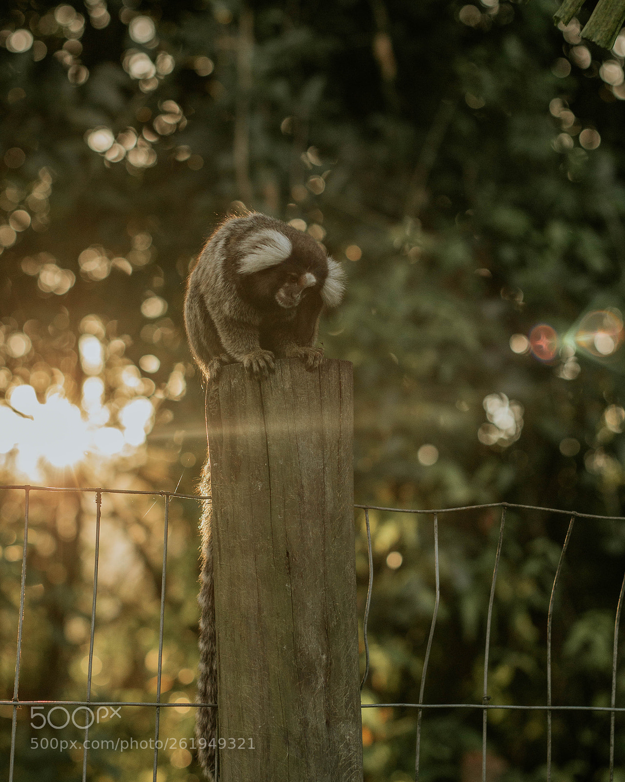 Canon EOS 600D (Rebel EOS T3i / EOS Kiss X5) sample photo. Macaco photography