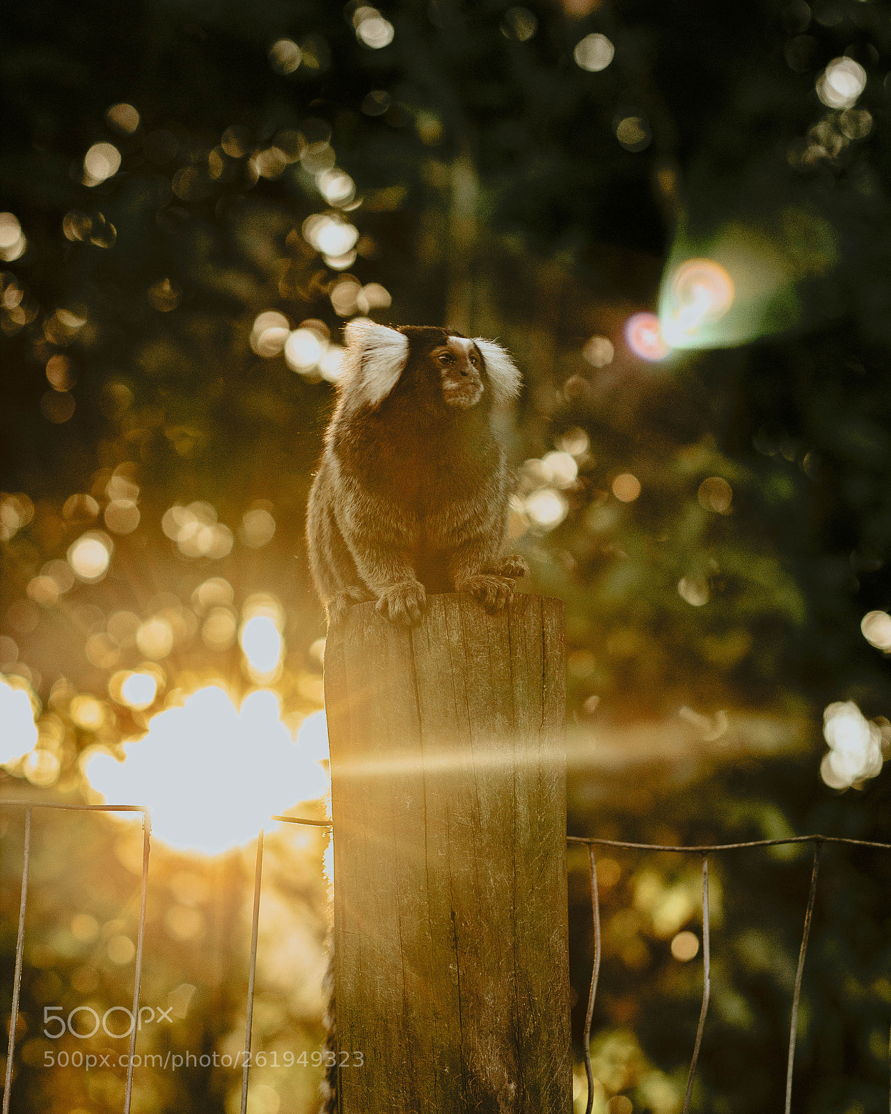 Canon EOS 600D (Rebel EOS T3i / EOS Kiss X5) sample photo. Macaco photography