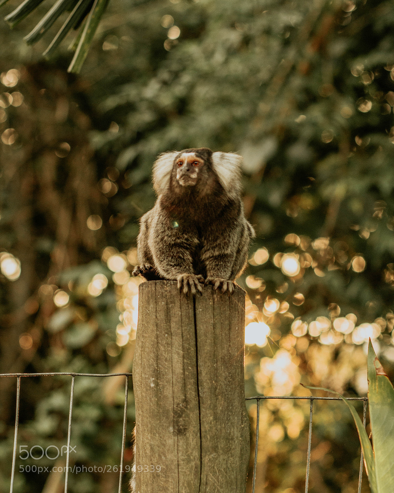 Canon EOS 600D (Rebel EOS T3i / EOS Kiss X5) sample photo. Macaco photography
