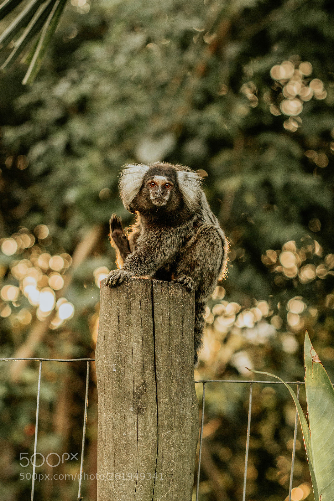 Canon EOS 600D (Rebel EOS T3i / EOS Kiss X5) sample photo. Macaco photography