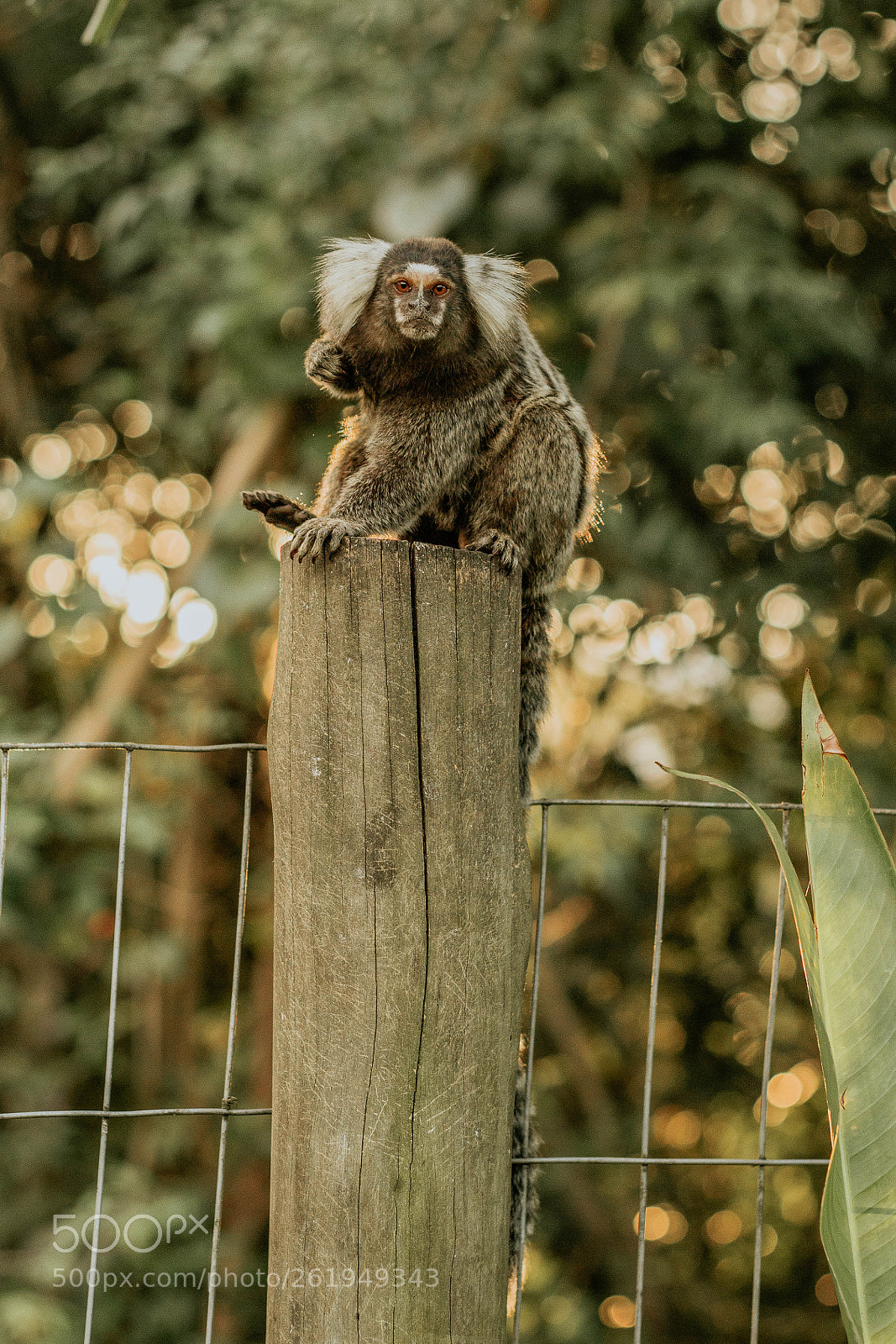 Canon EOS 600D (Rebel EOS T3i / EOS Kiss X5) sample photo. Macaco photography