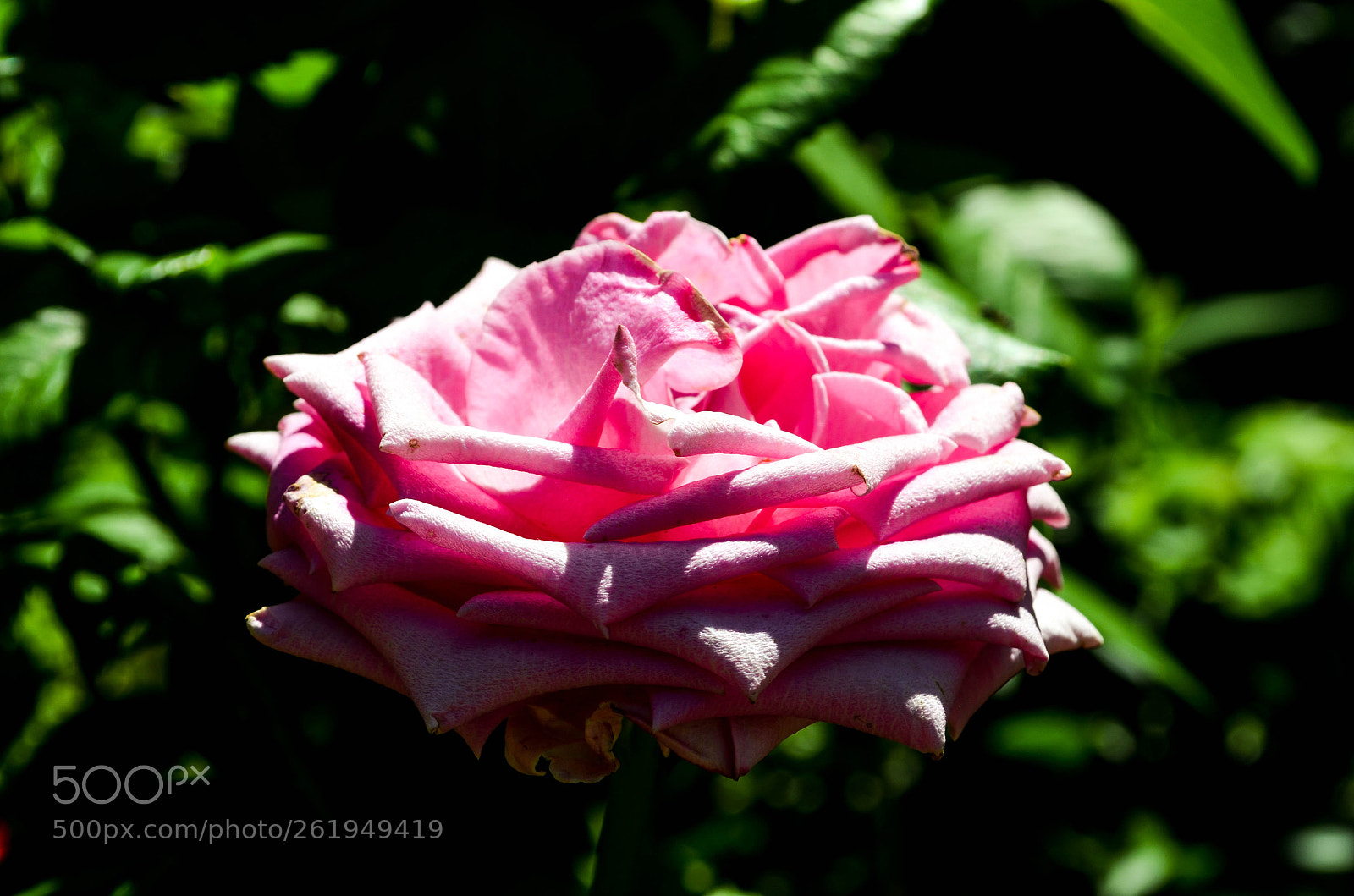 Nikon D5100 sample photo. Розовая роза photography
