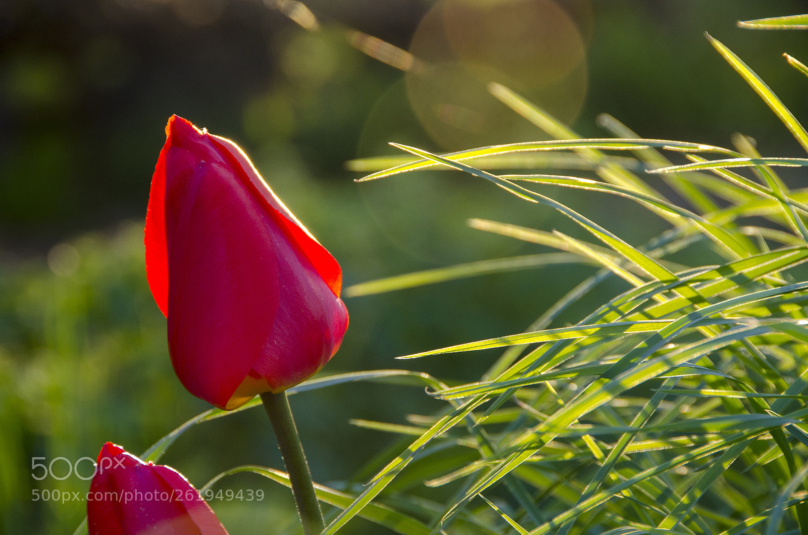 Nikon D5100 sample photo. Light photography