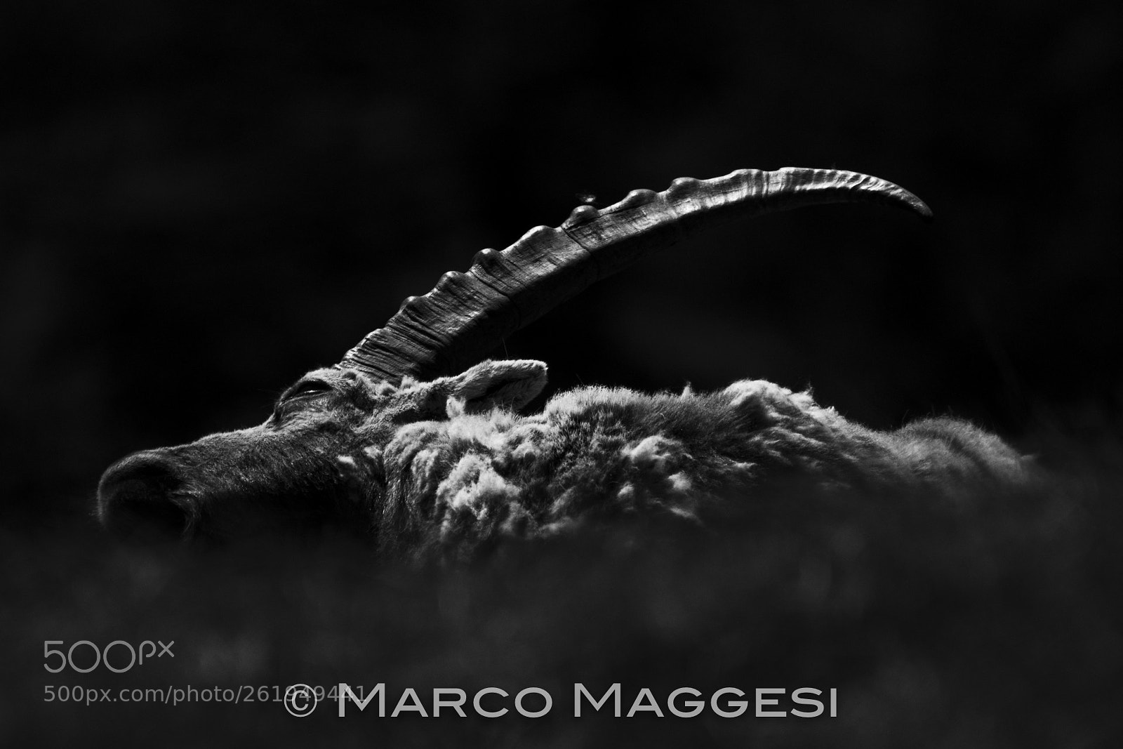 Nikon D810 sample photo. Alpine ibex (capra ibex) photography