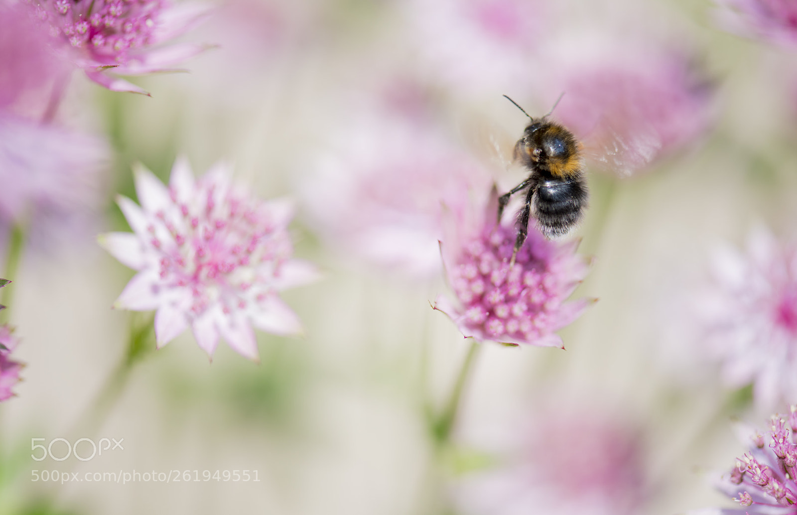 Nikon D850 sample photo. Bee flying away photography