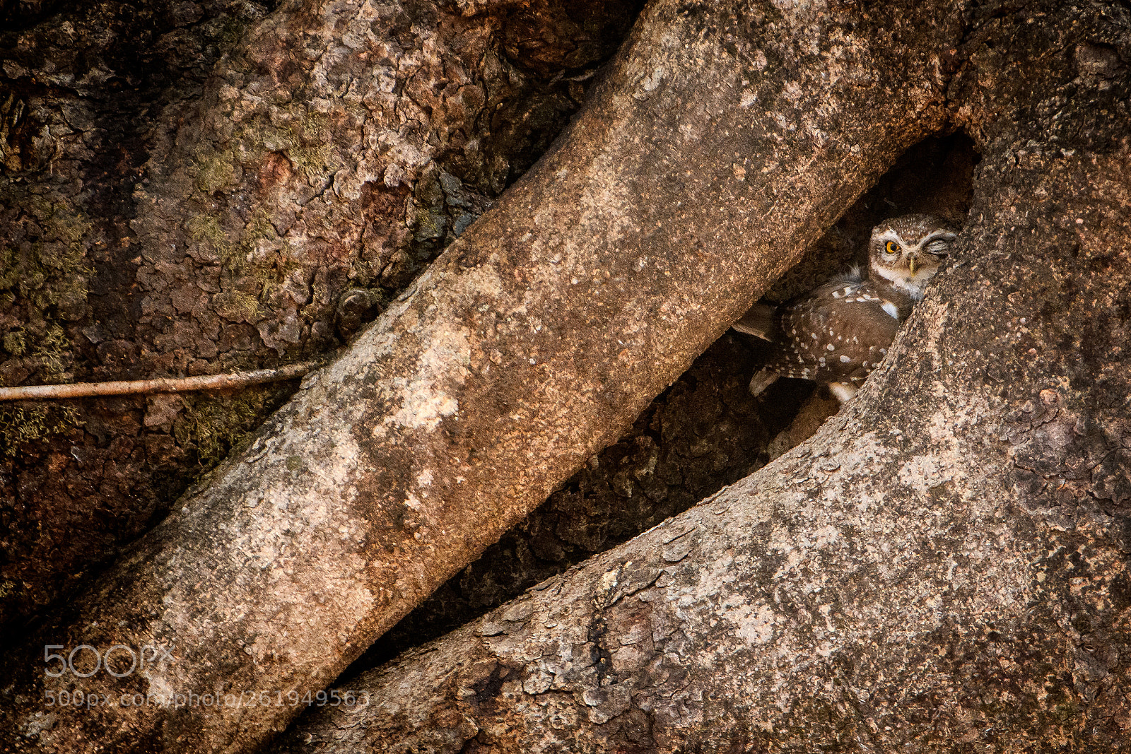 Nikon D500 sample photo. Flirt photography