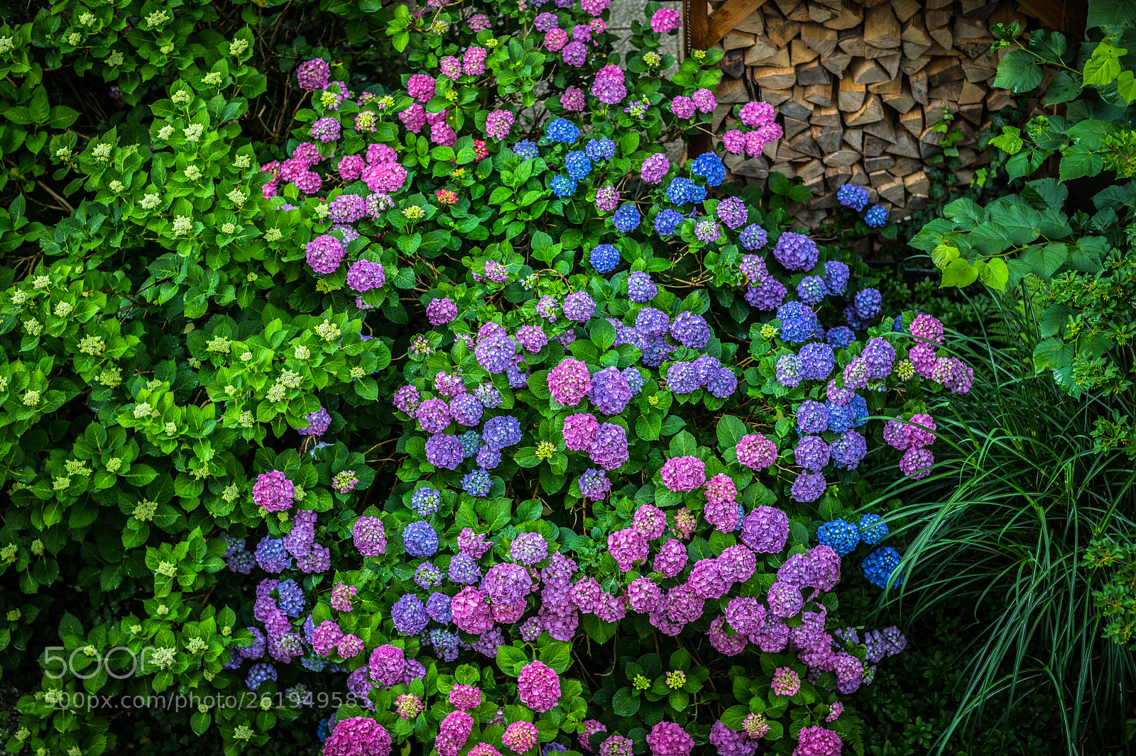Canon EOS 6D Mark II sample photo. Life photography