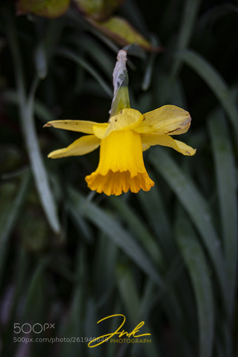 Canon EOS 1000D (EOS Digital Rebel XS / EOS Kiss F) sample photo. Yellow photography