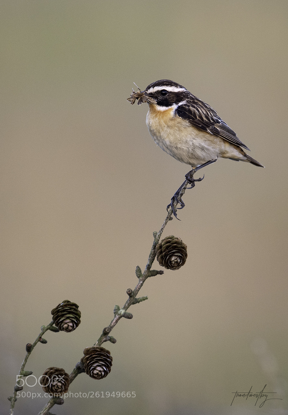 Nikon D500 sample photo. Whinchat photography
