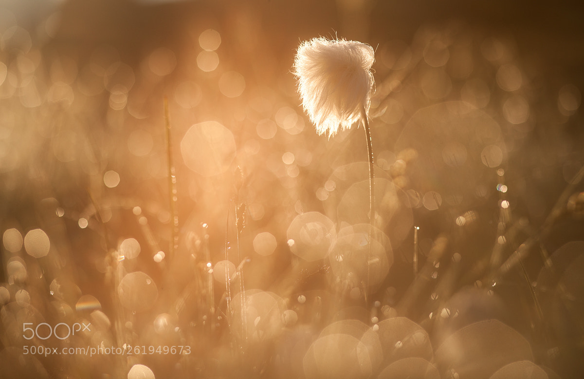 Canon EOS 5D Mark II sample photo. Linaigrette photography