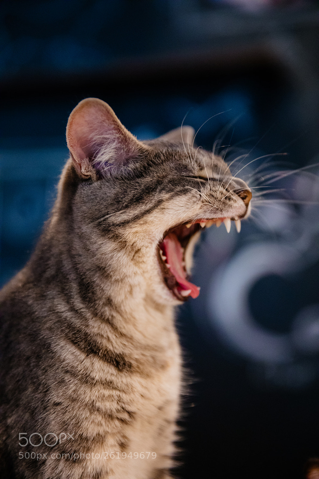 Canon EOS 5D Mark IV sample photo. Big yawn photography