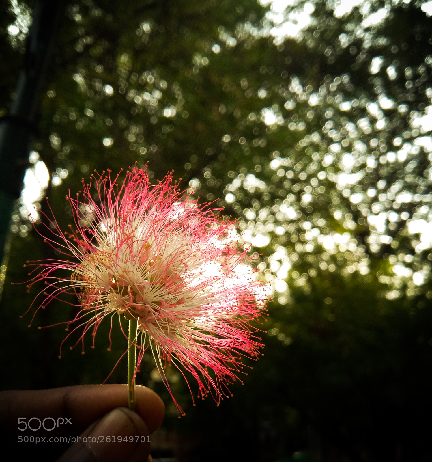 vivo 1714 sample photo. Bokeh photographhy photography