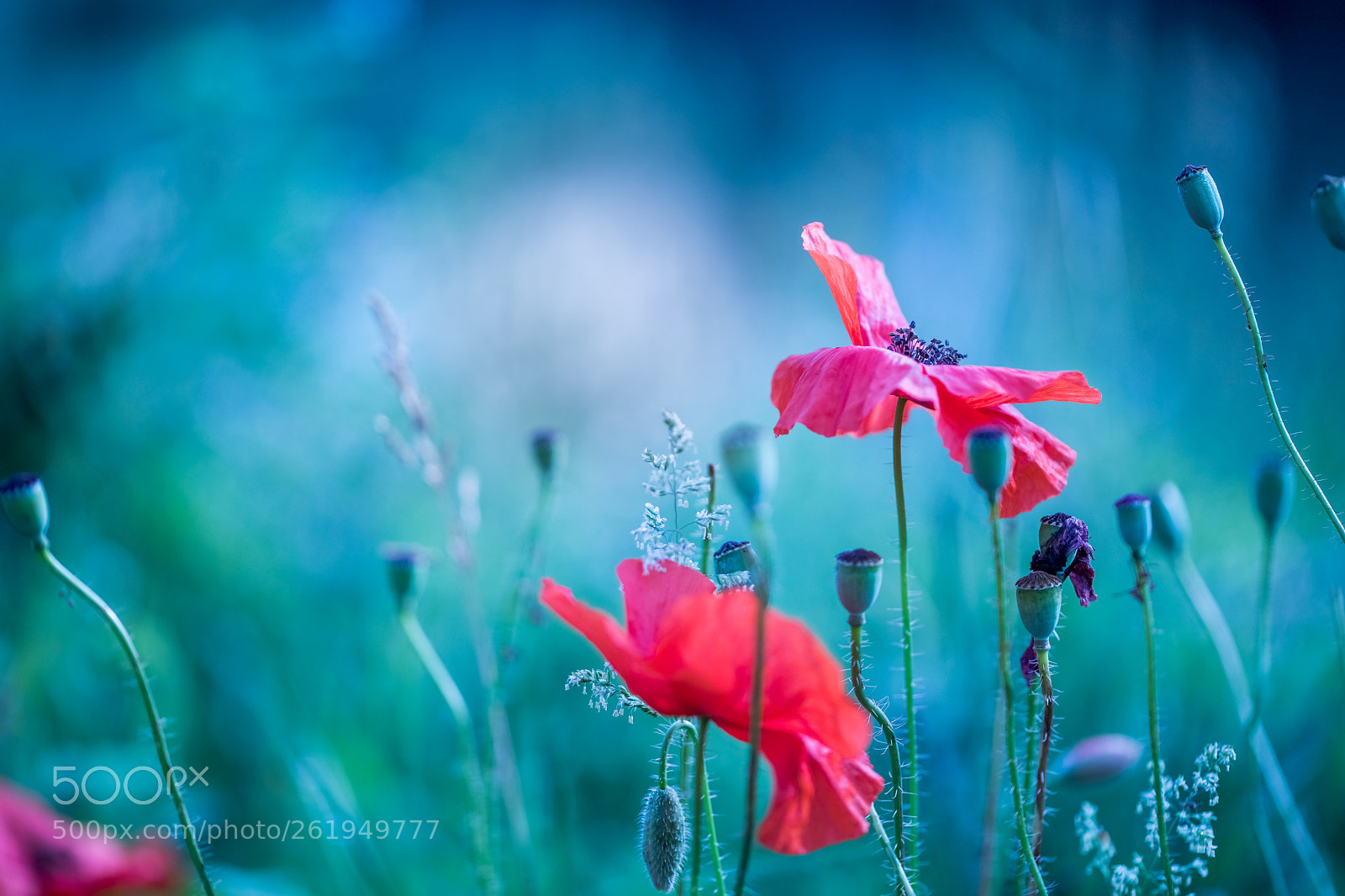 Canon EOS 6D Mark II sample photo. Poppies photography