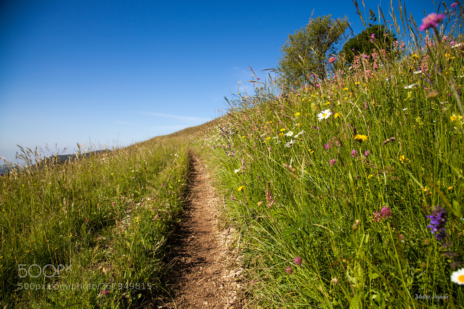 Canon EOS 5D Mark II sample photo. A land of flowers photography
