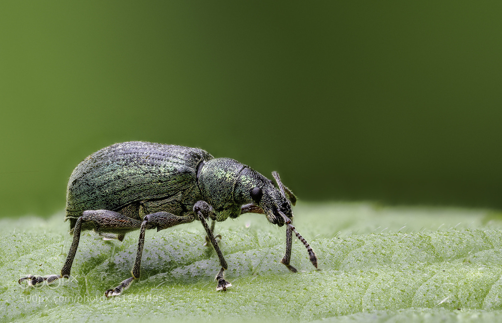 Olympus OM-D E-M1 Mark II sample photo. Curculionidae photography