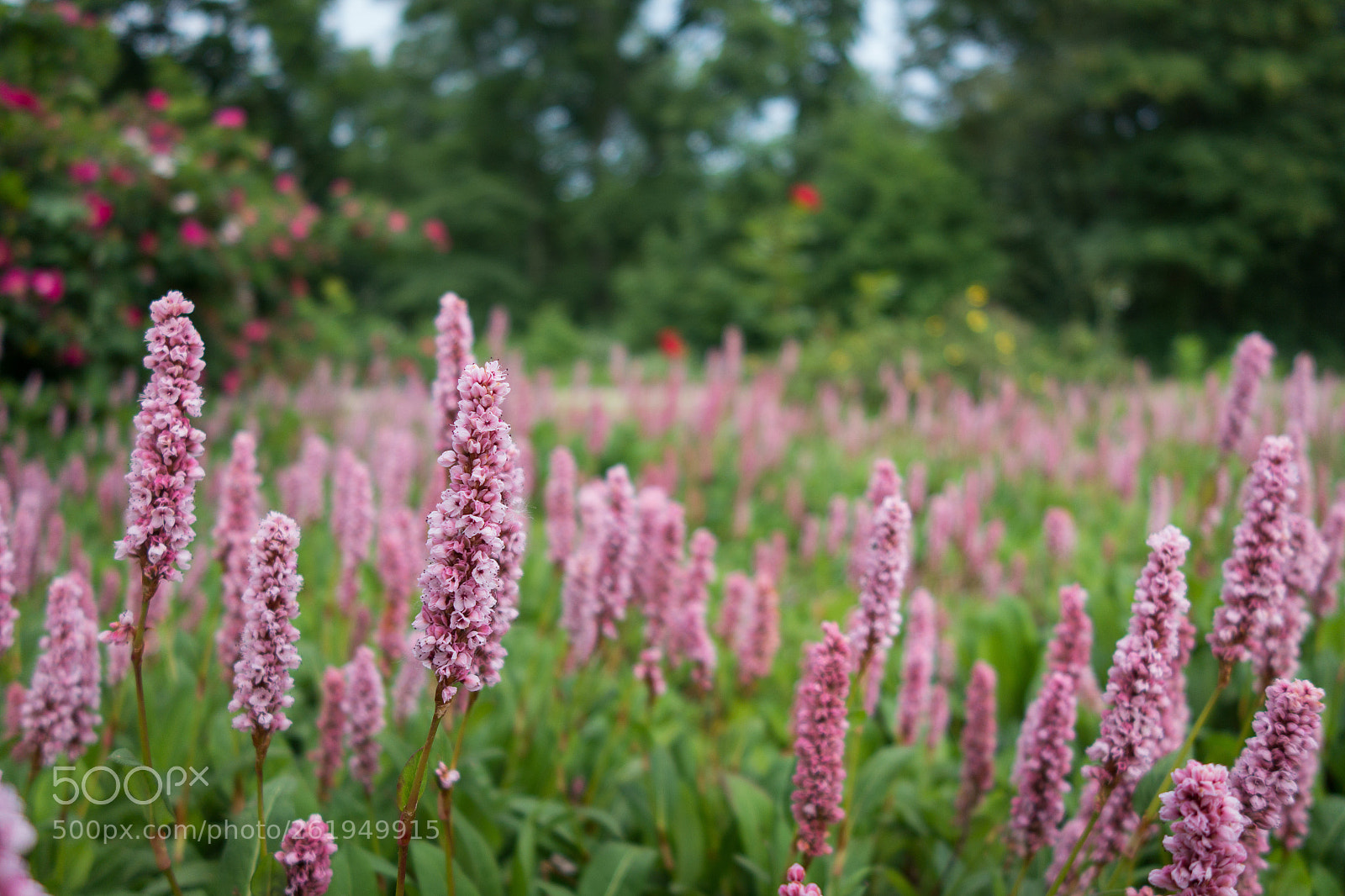 Sony Cyber-shot DSC-RX100 II sample photo. Spring flowers photography