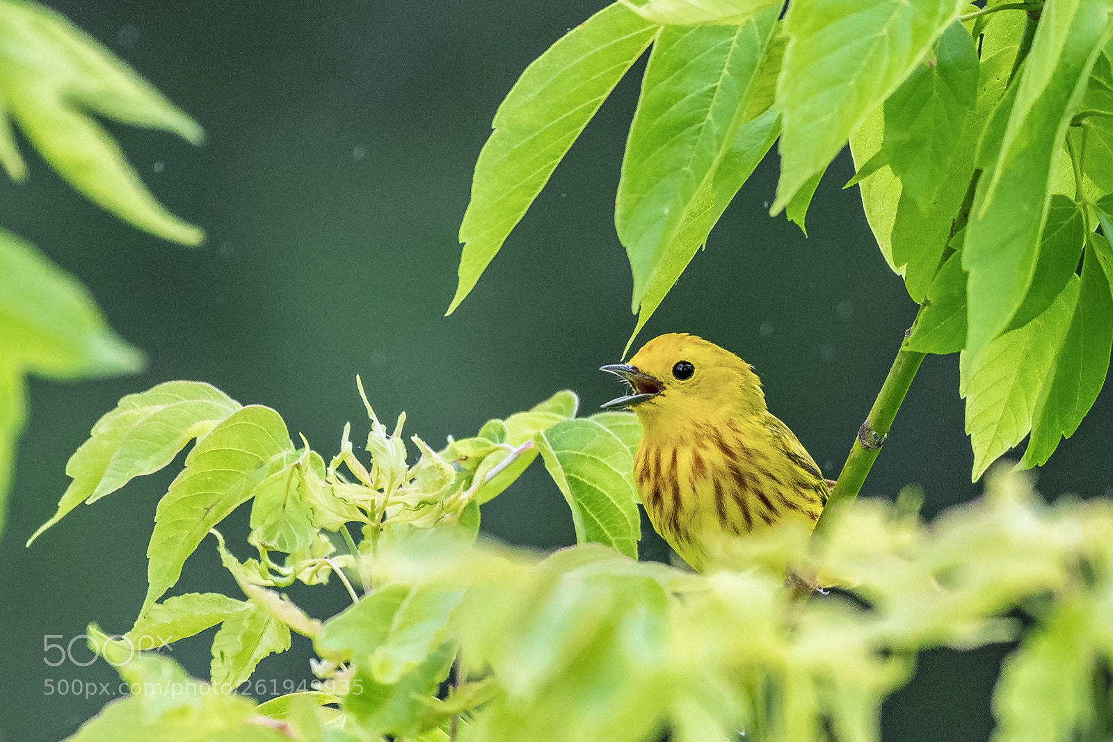 Nikon D500 sample photo. Yellow warbler rain shelter photography