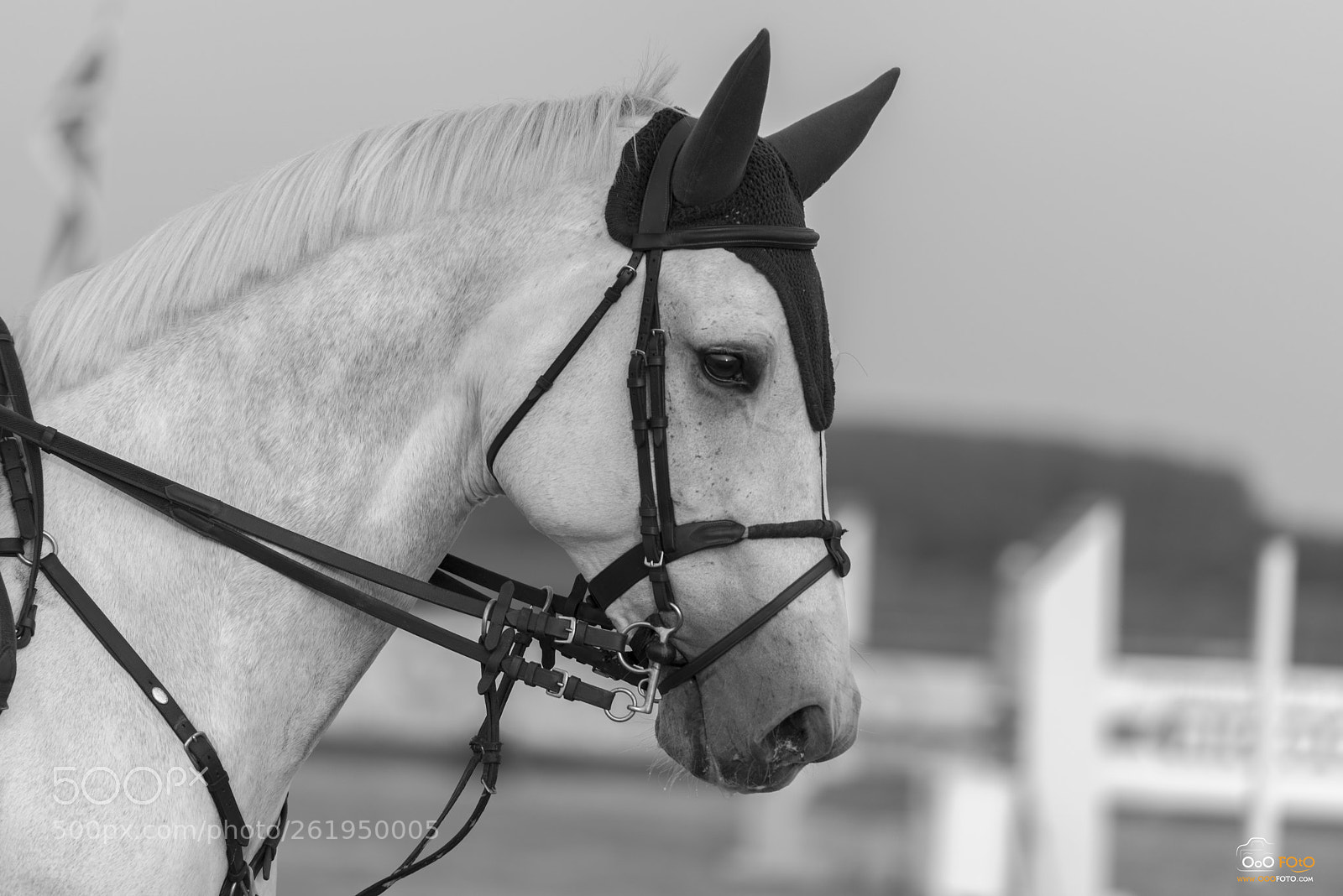 Nikon D750 sample photo. Ofo photography
