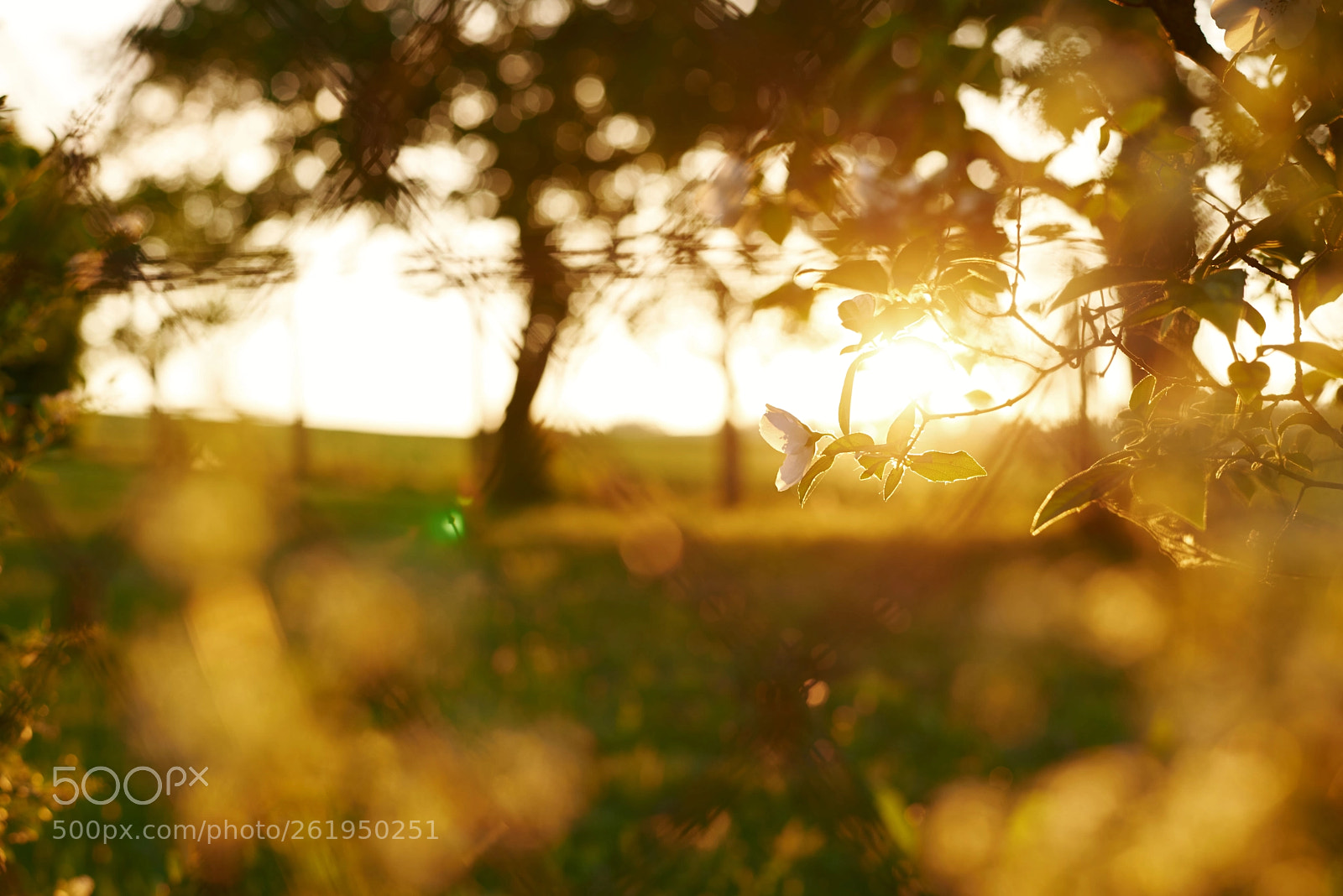 Nikon D750 sample photo. Wild rose photography