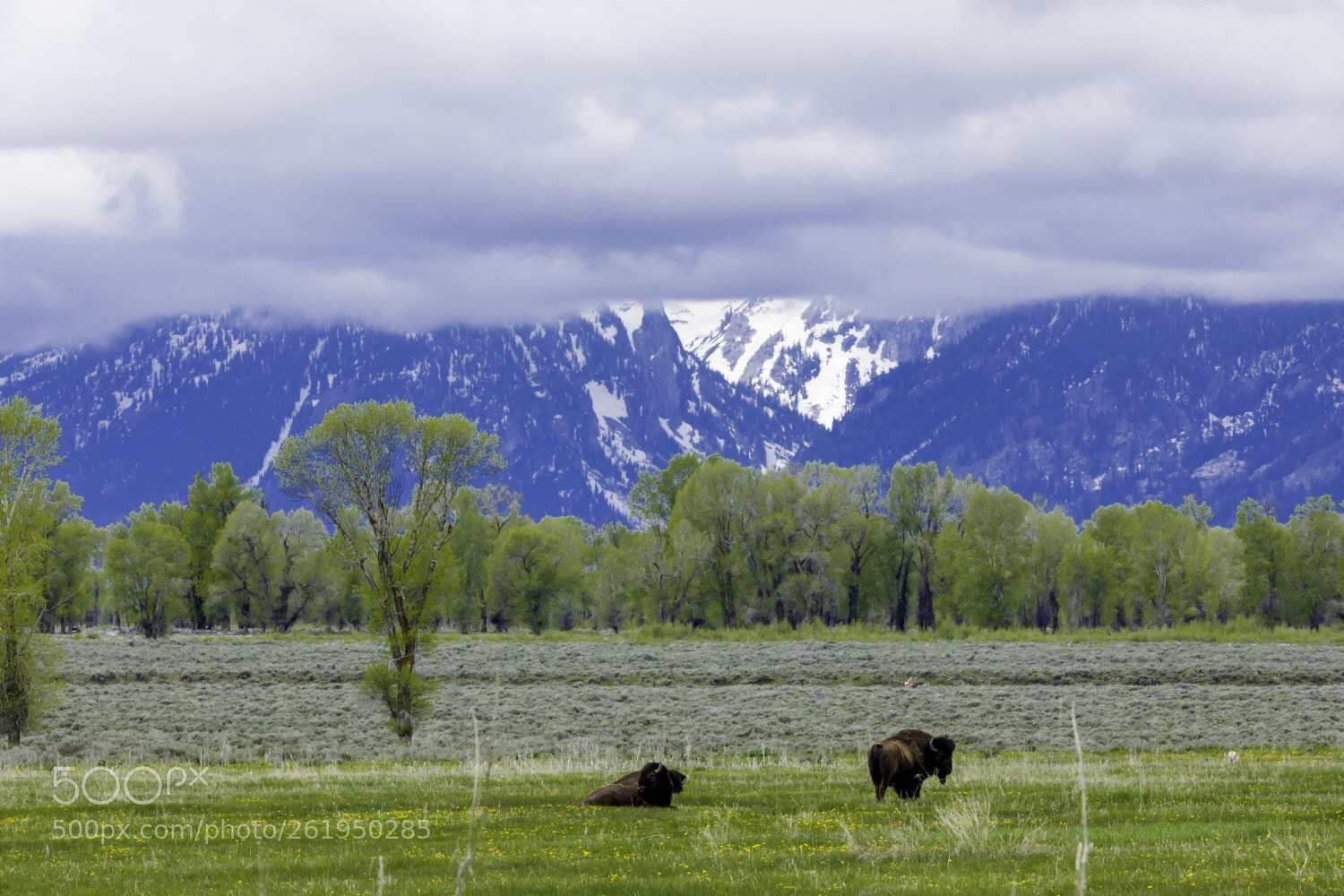 Canon EOS 5D Mark IV sample photo. Bison s hangout at photography