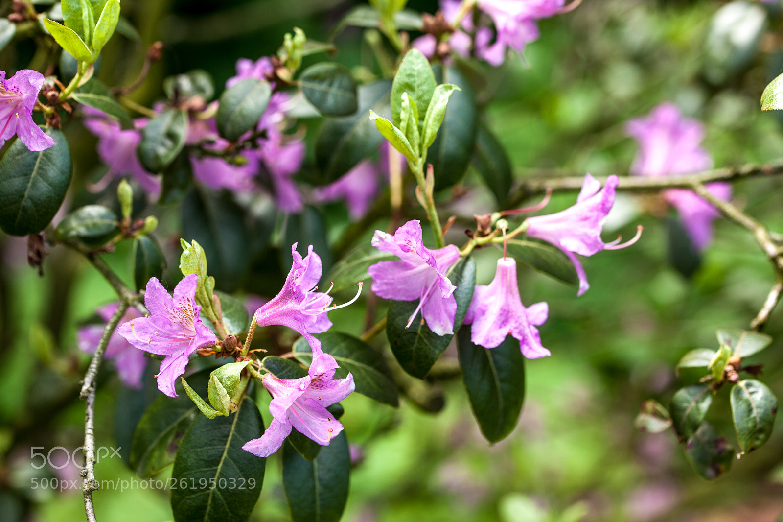 Canon EOS 5D Mark II sample photo. Img photography