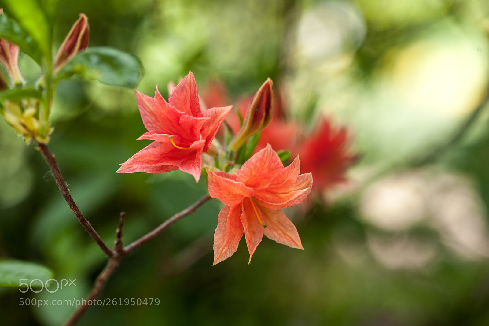 Canon EOS 5D Mark II sample photo. Img photography