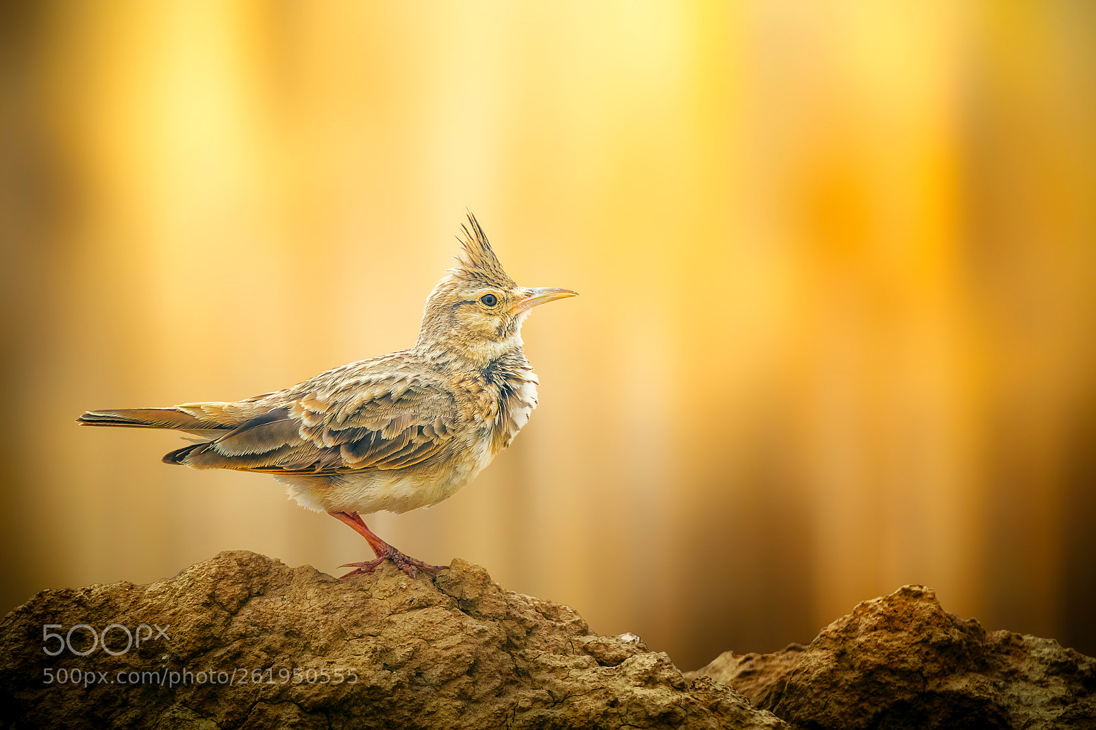 Canon EOS 7D Mark II sample photo. Crested lark photography