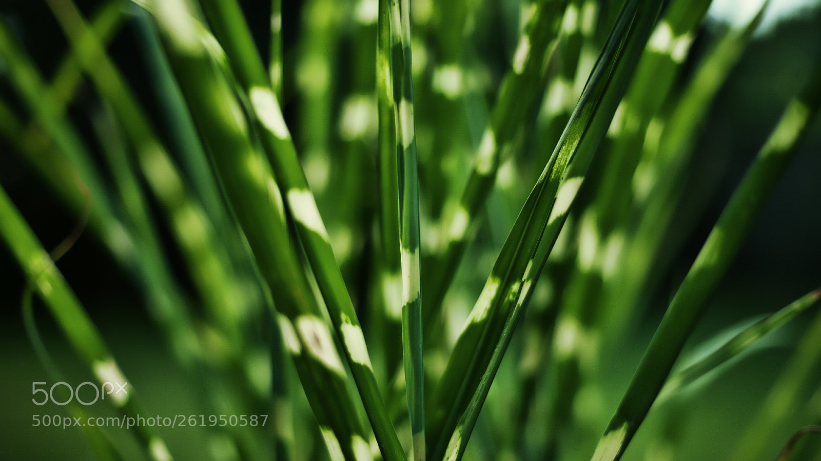 Canon EOS 5D sample photo. - photography