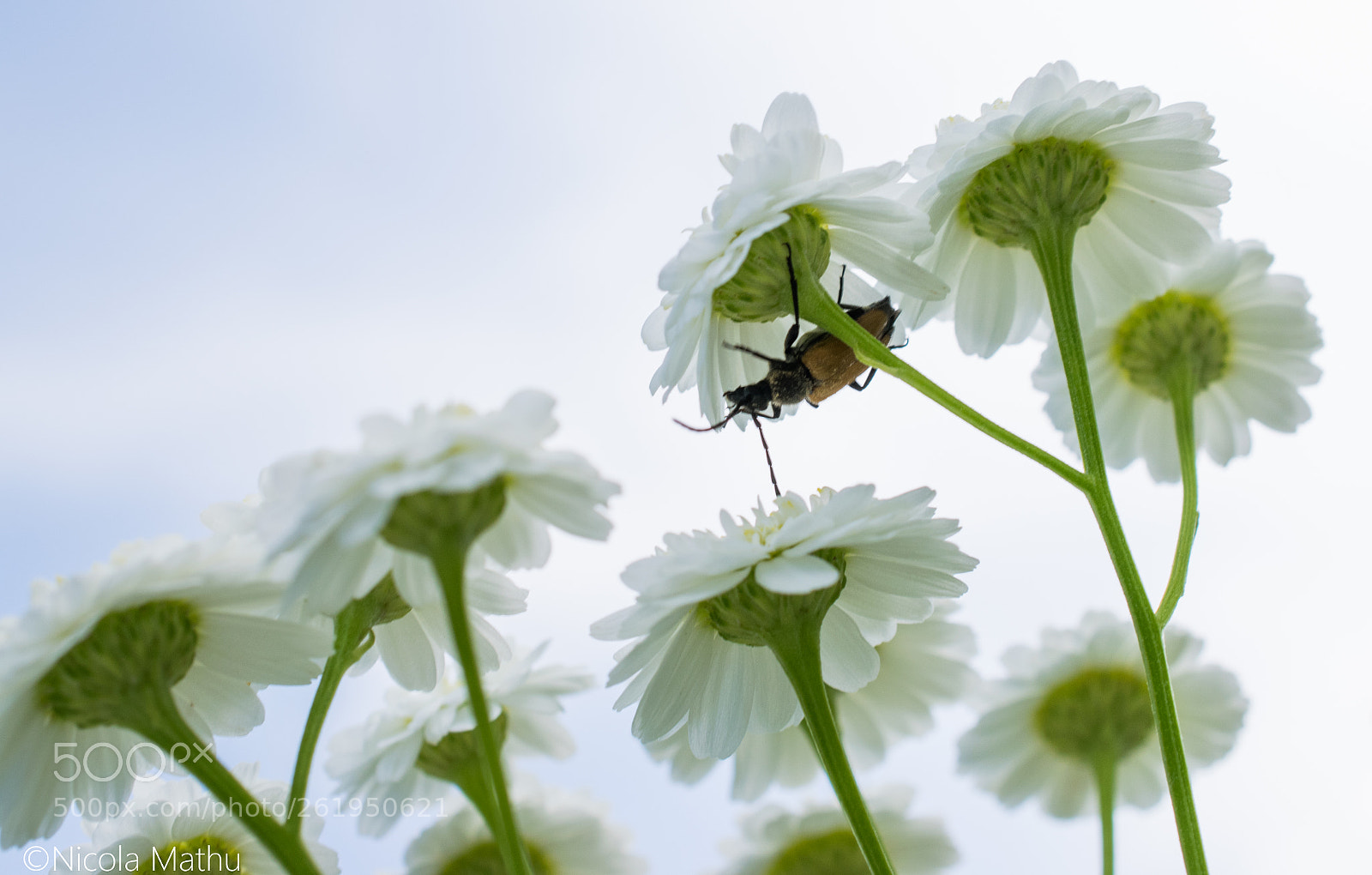 Nikon D5300 sample photo. Insect under flower photography