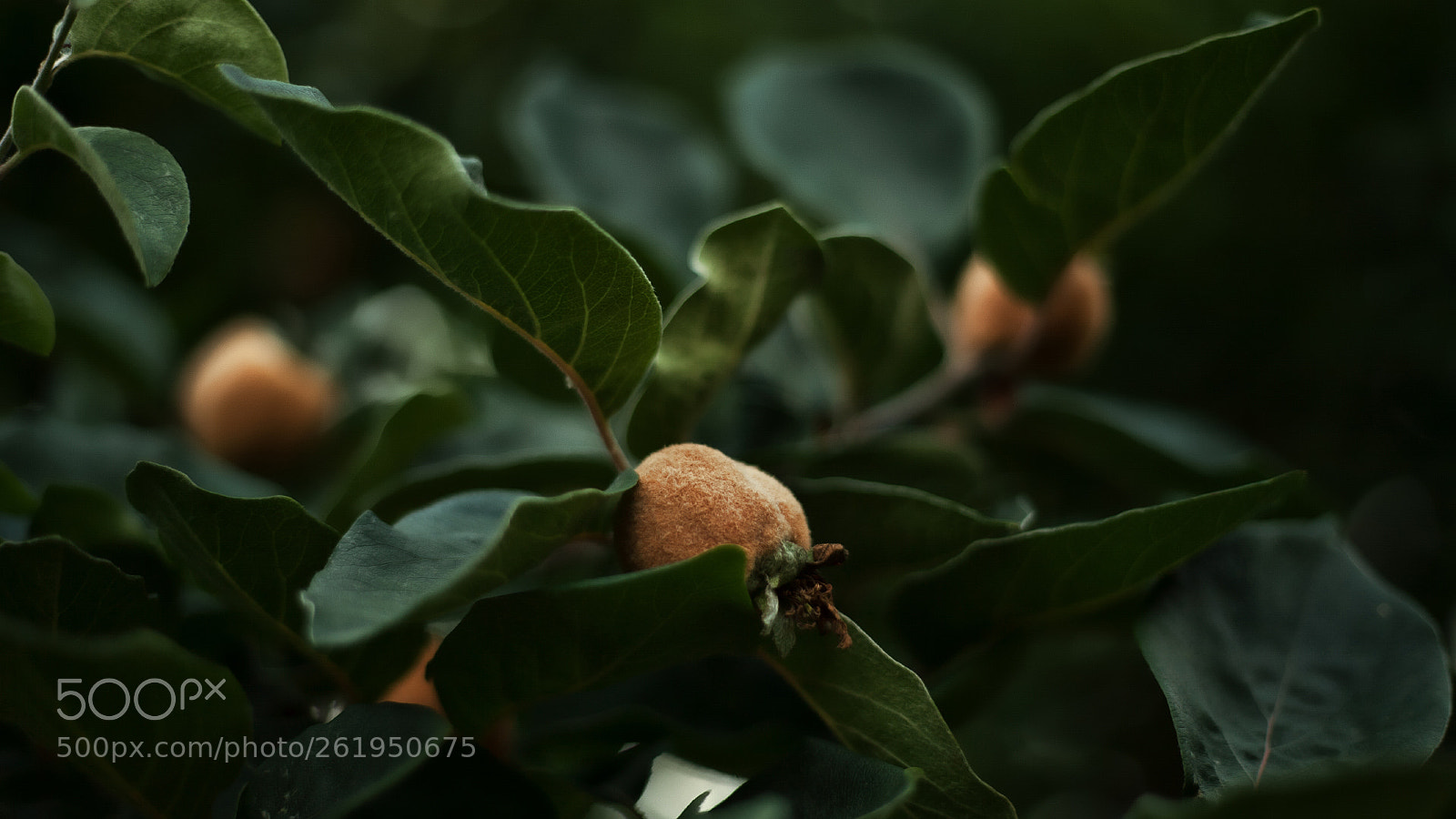 Canon EOS 5D sample photo. - photography