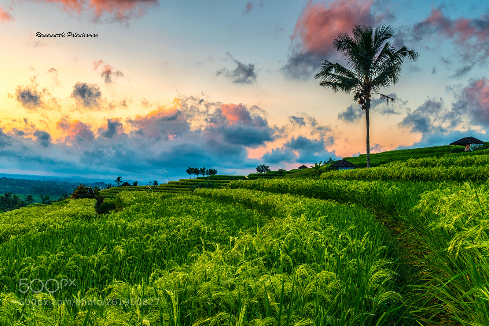 Nikon D810 sample photo. Countryside beauties unlimited, bali ! photography