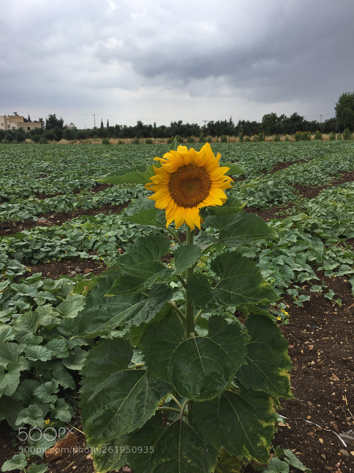 Apple iPhone 6 sample photo. ?☀️ photography
