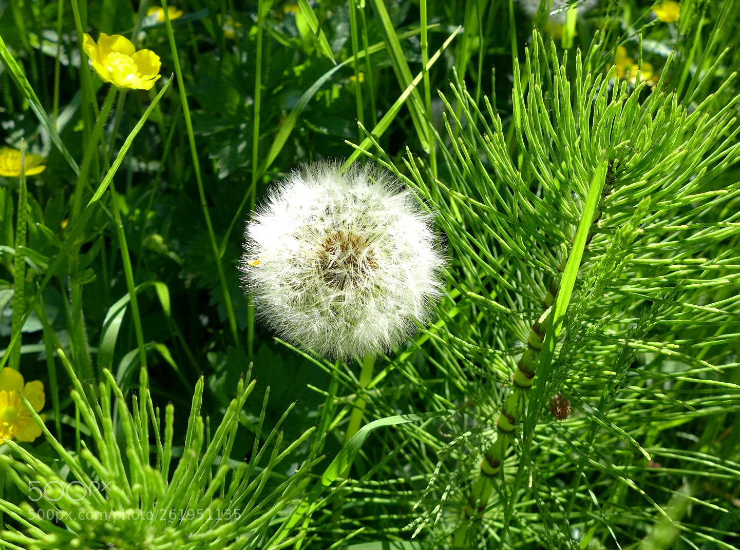 Panasonic Lumix DMC-LX7 sample photo. P photography