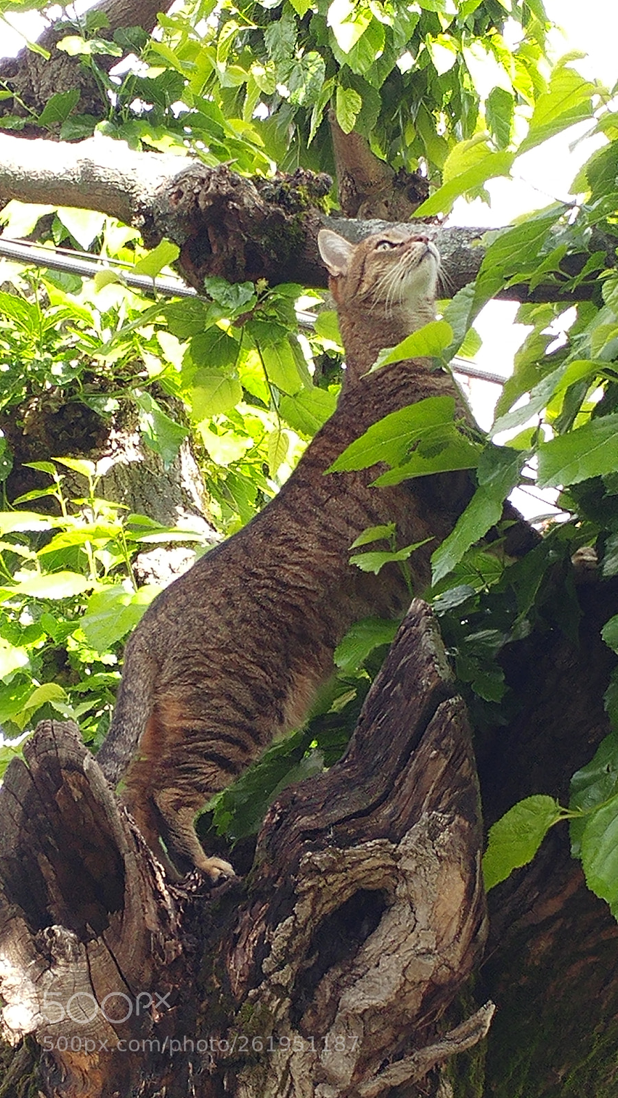 LG G5 sample photo. Lince photography