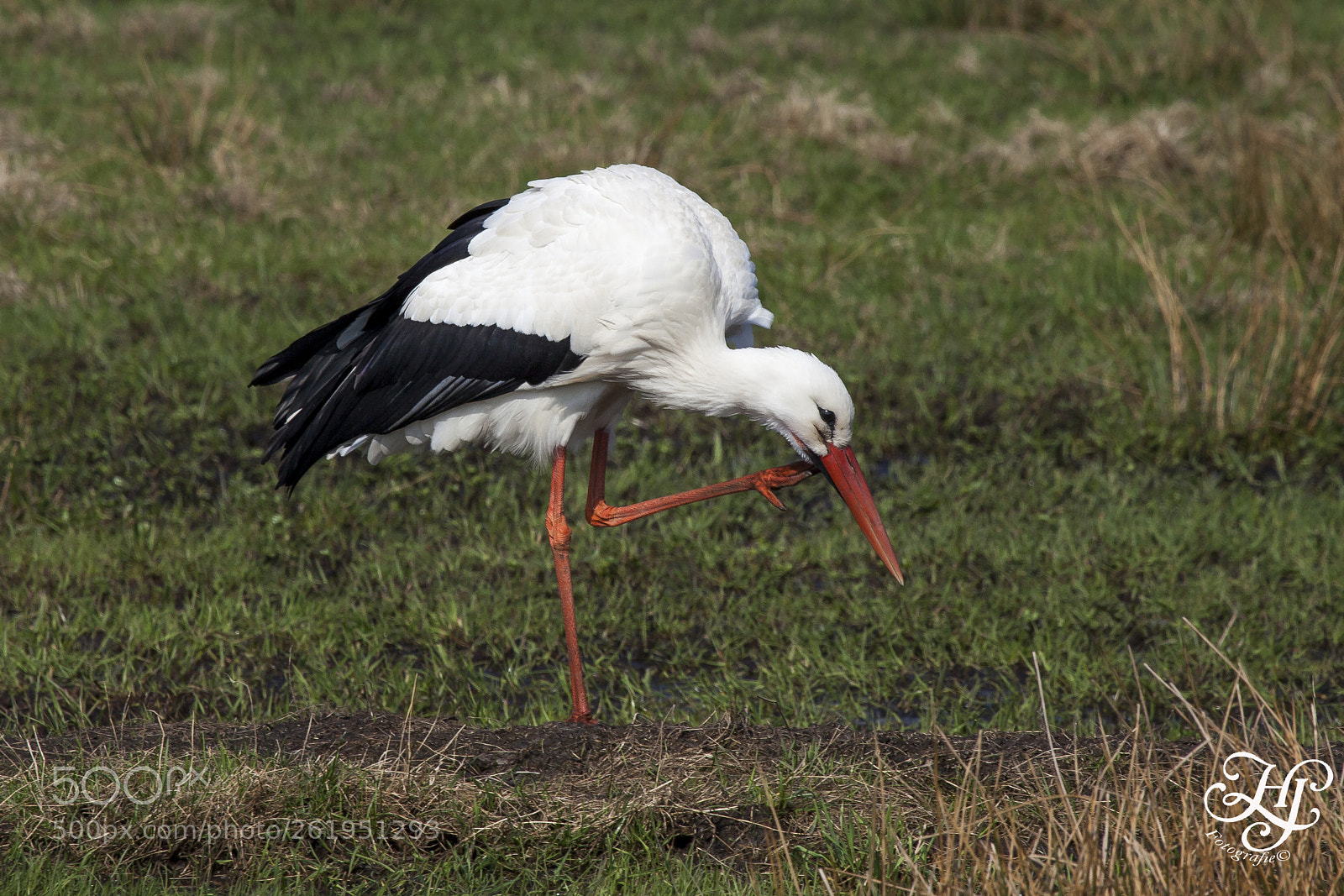 Canon EOS 5D Mark II sample photo. Ooievaar (ciconia ciconia) photography