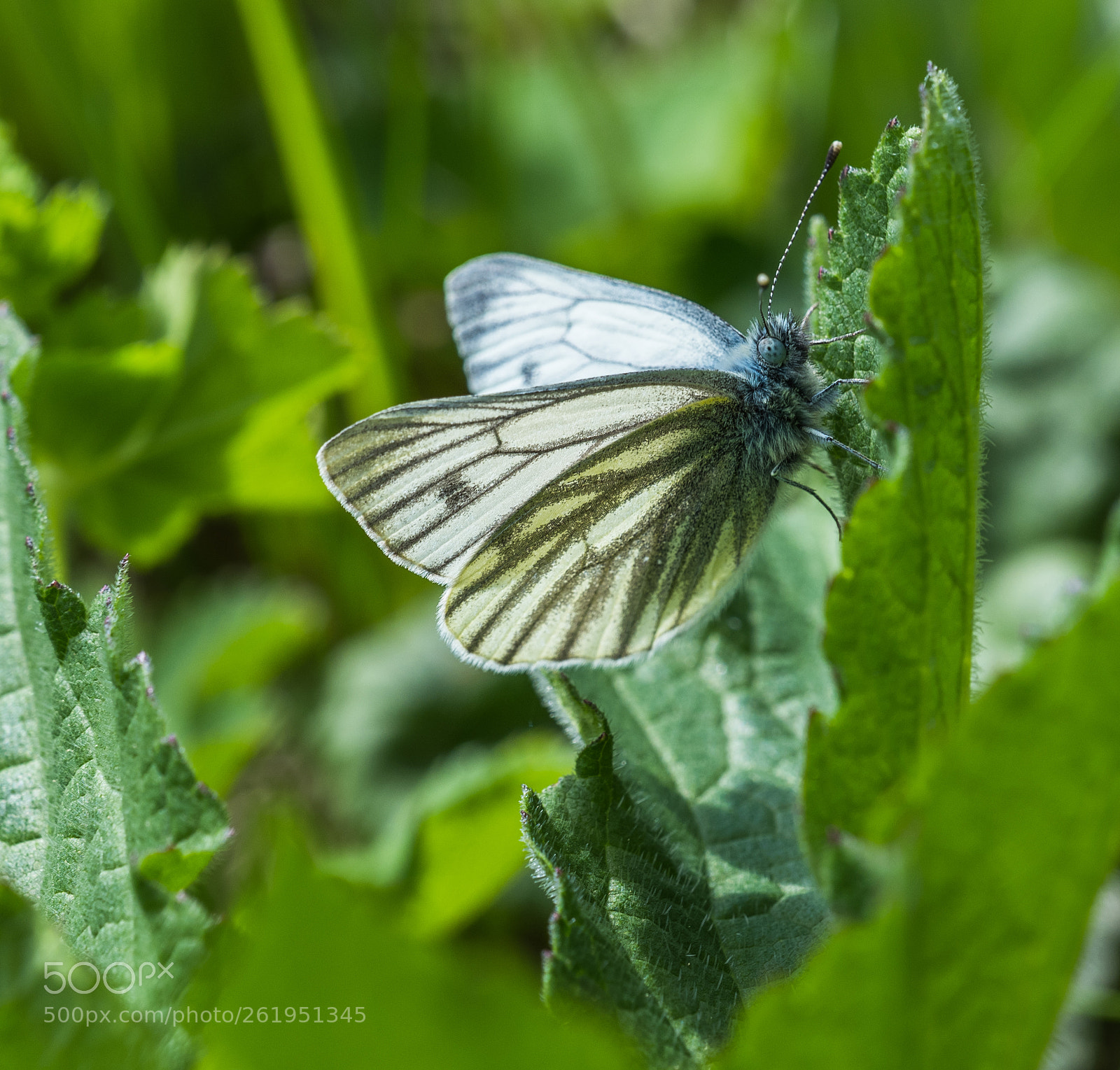 Fujifilm GFX 50S sample photo. Butterfly photography