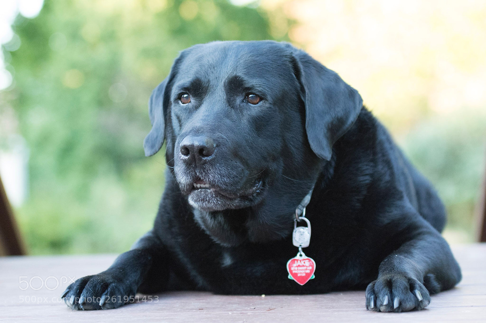 Nikon D7100 sample photo. Best buddy photography