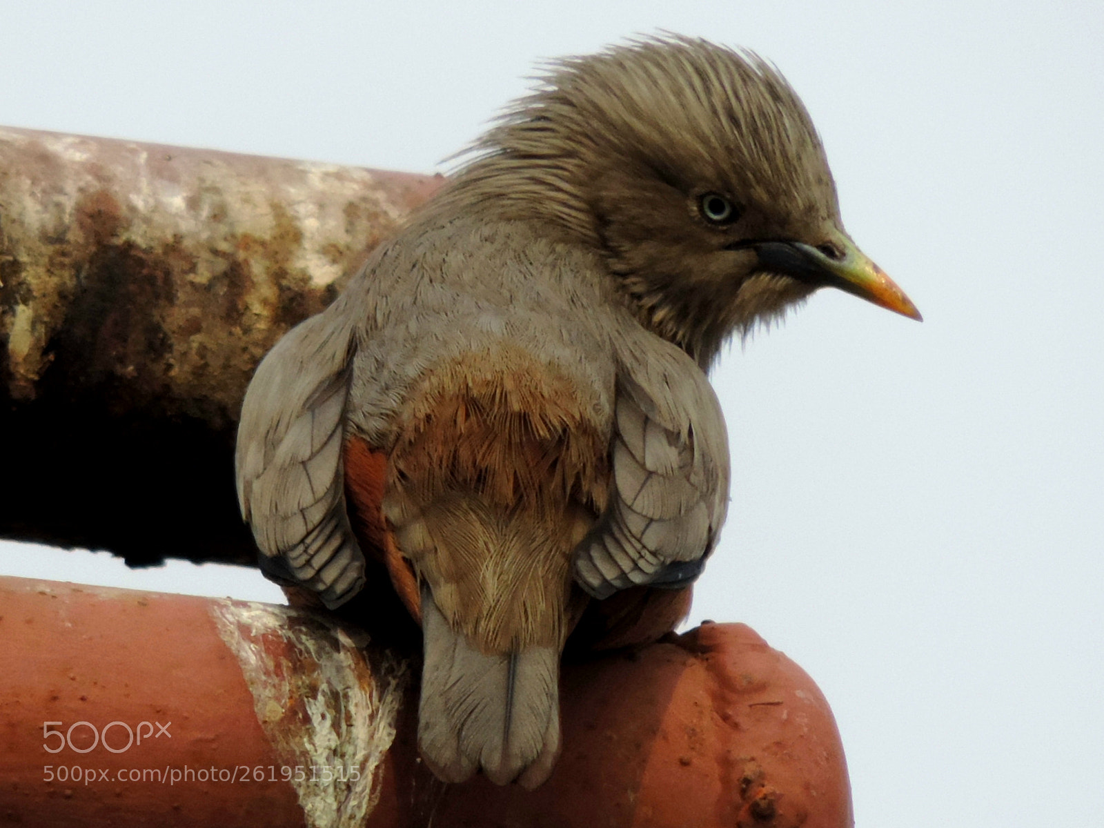 Nikon Coolpix P520 sample photo. Staring starling photography