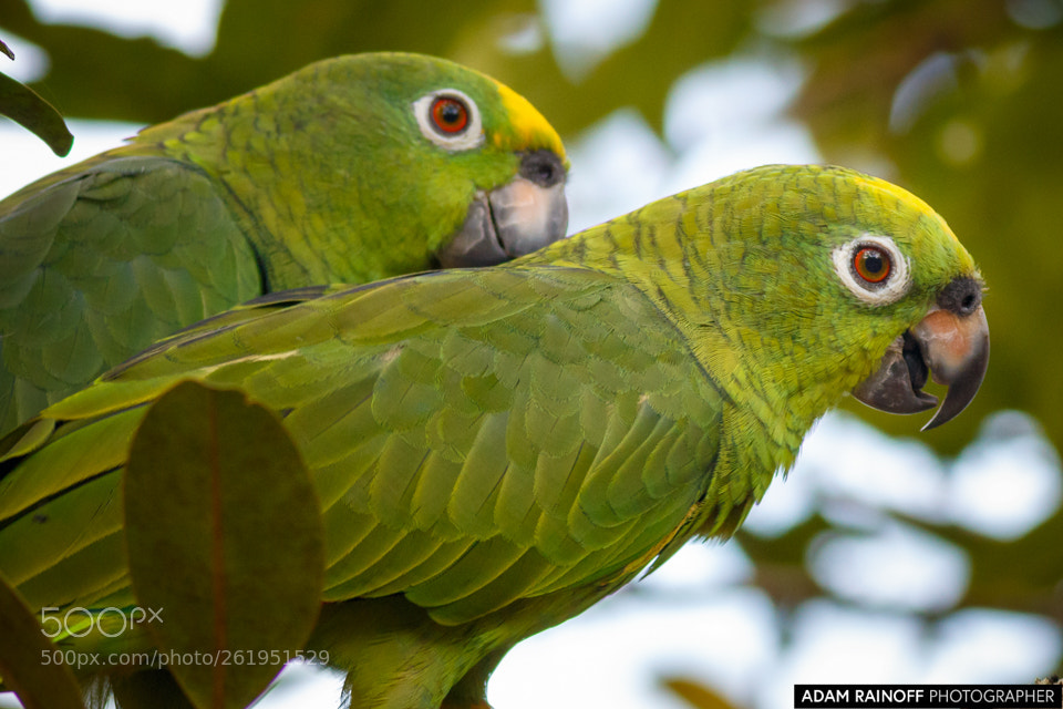Canon EOS 70D sample photo. Wild yellow crowned parrots photography