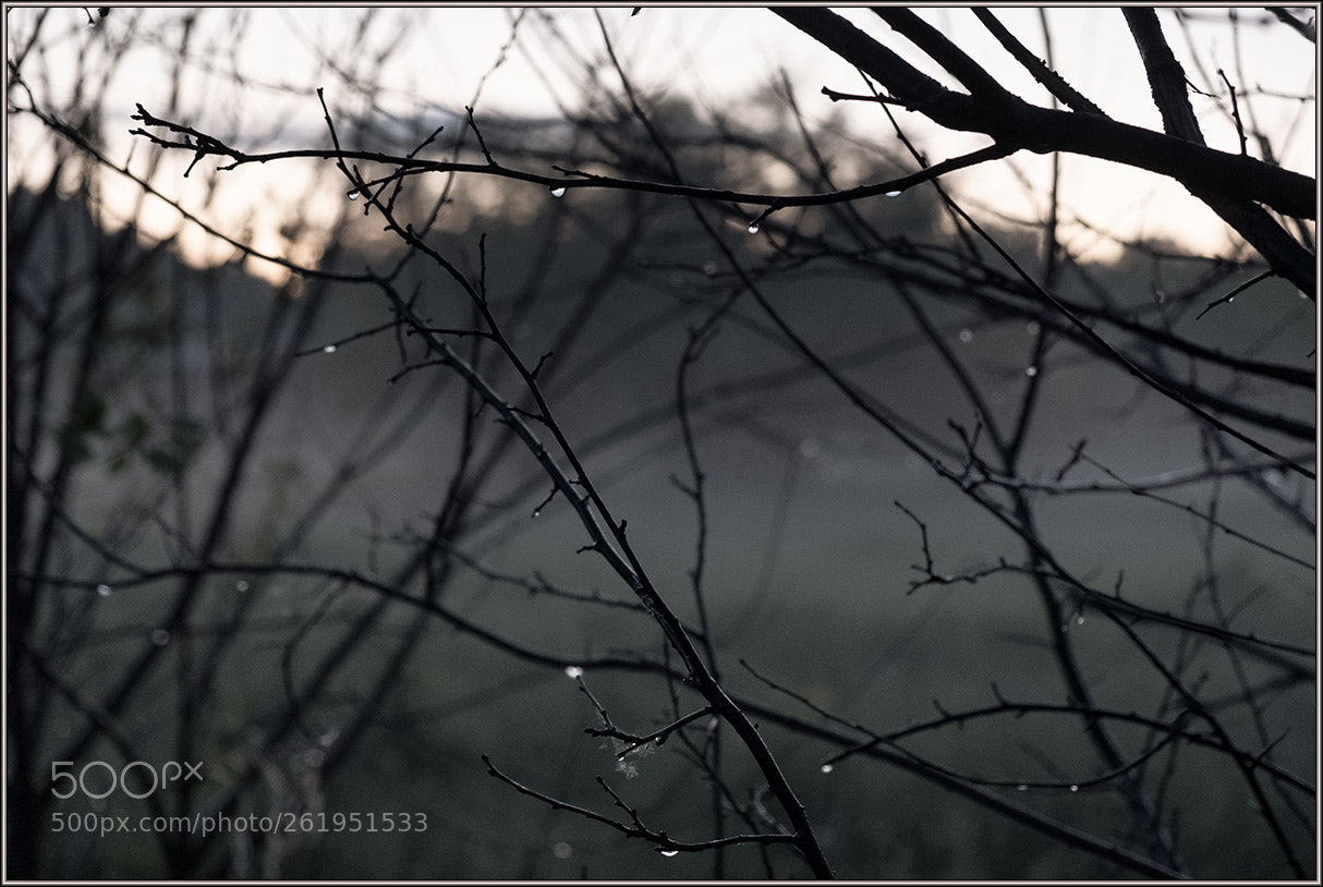 Fujifilm X-T20 sample photo. *** photography