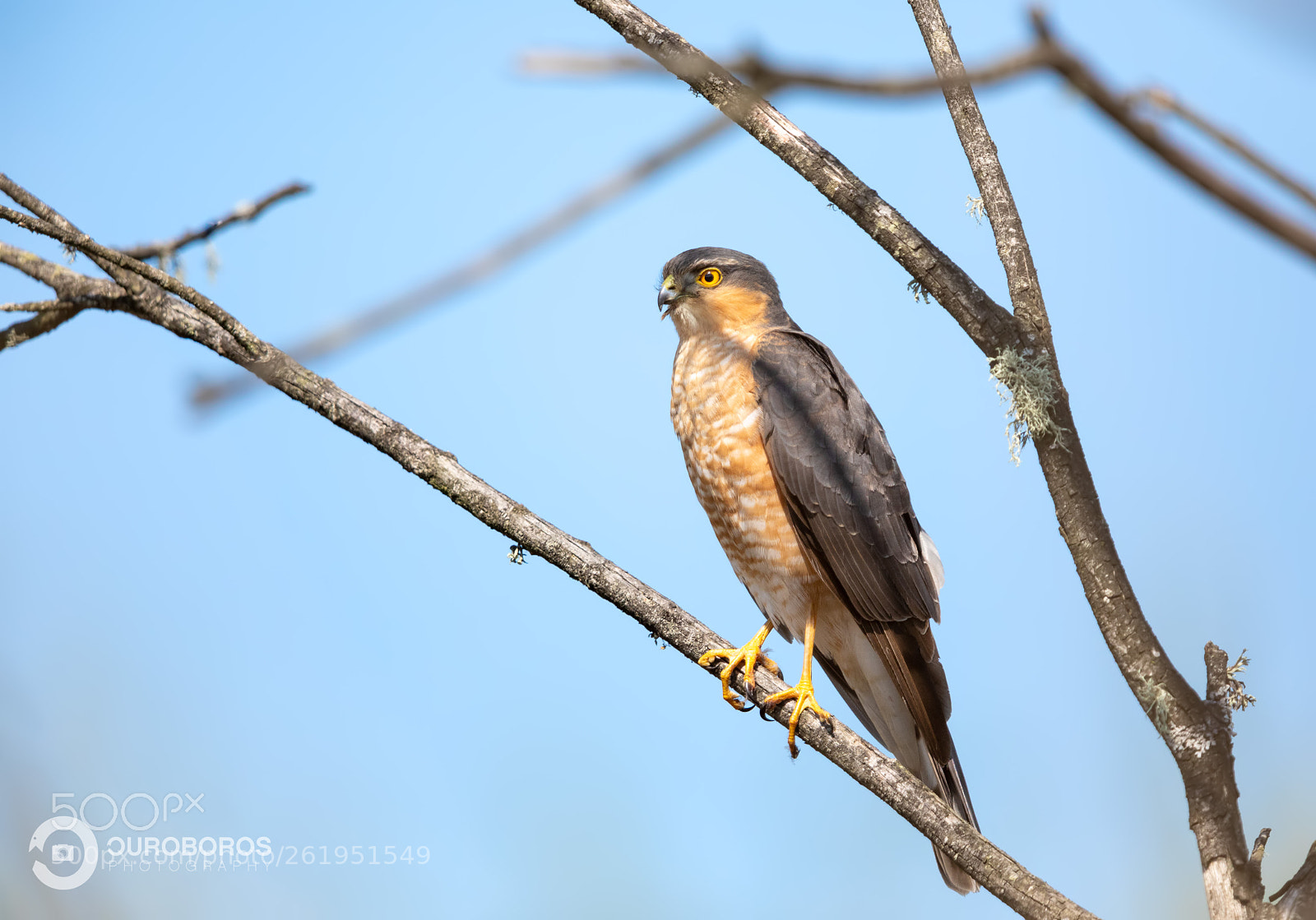 Canon EOS 5D Mark IV sample photo. Sparrowhawk (accipiter nisus) photography