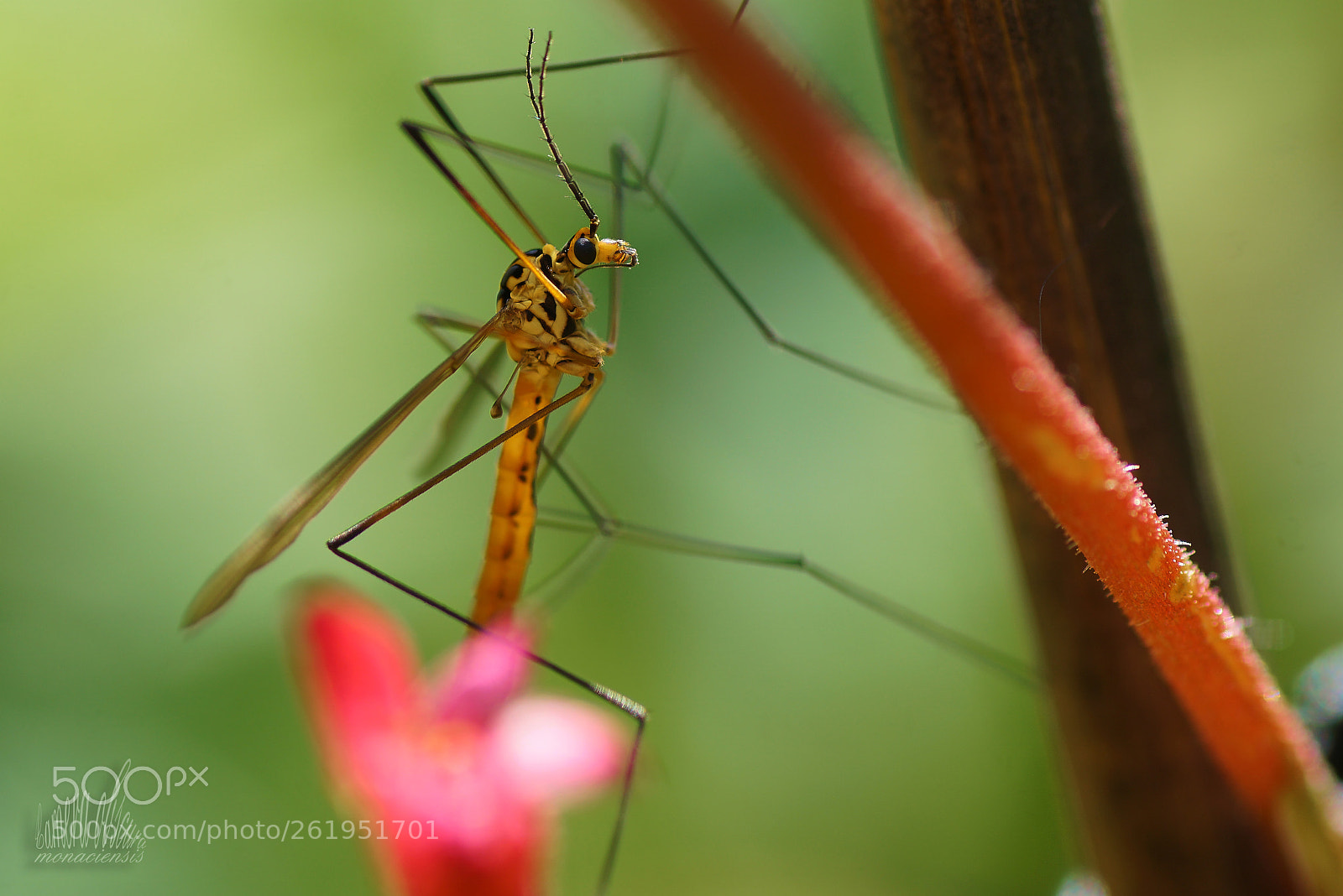 Sony ILCA-77M2 sample photo. Schnake photography
