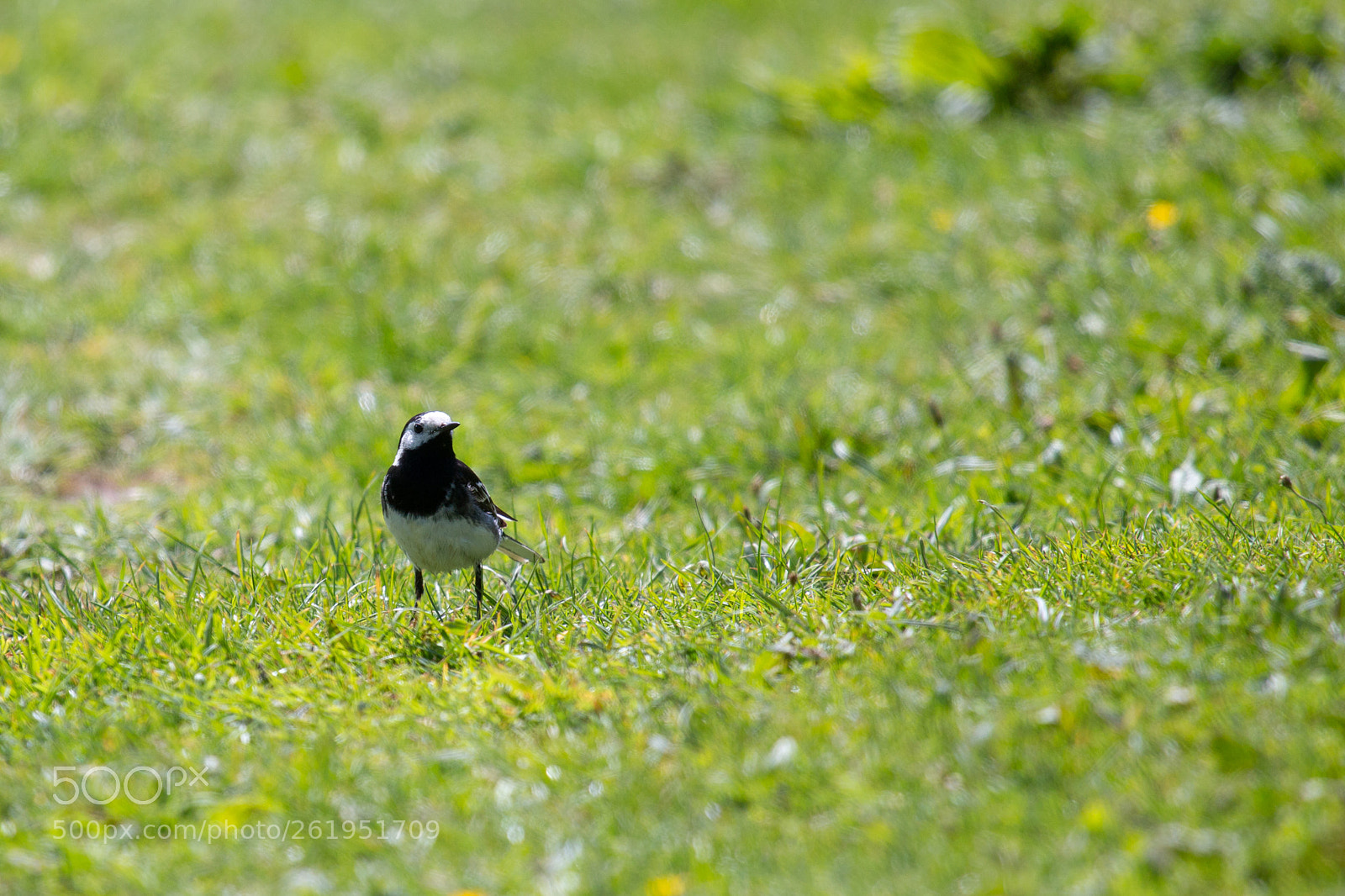 Canon EOS 70D sample photo. Wagtail photography