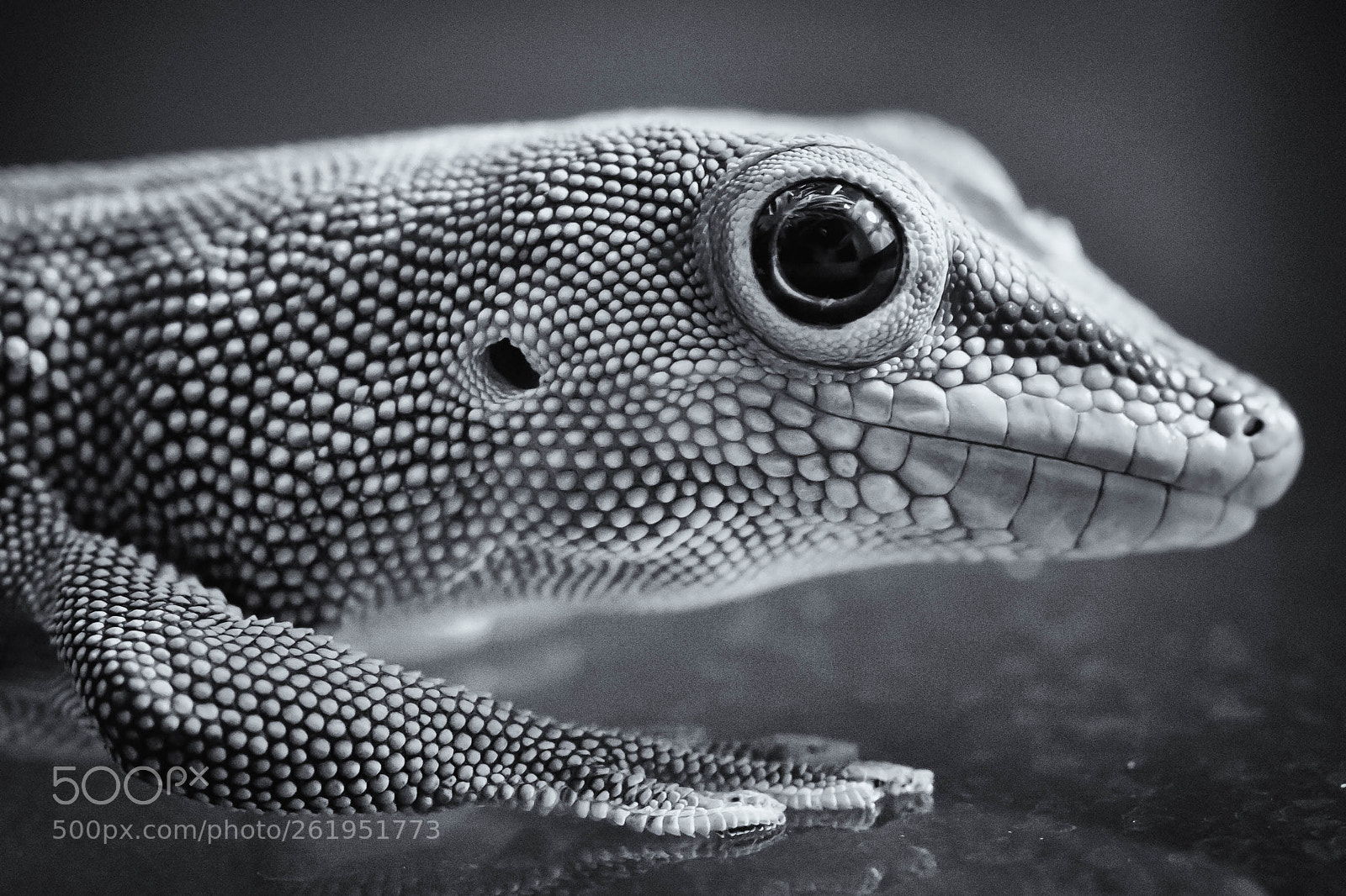 Canon EOS 60D sample photo. Phelsuma grandis photography